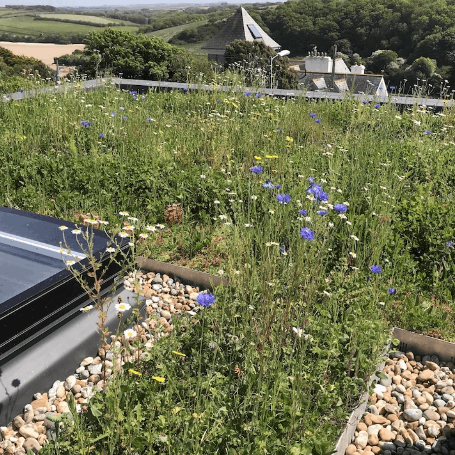 Wildflower roof planting around rooflights and gravel margins