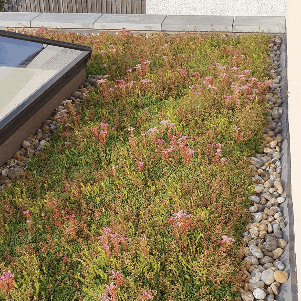 Sedum planting beside a roof edge and gravel margin