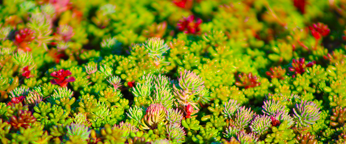 Green Roofing Benefits