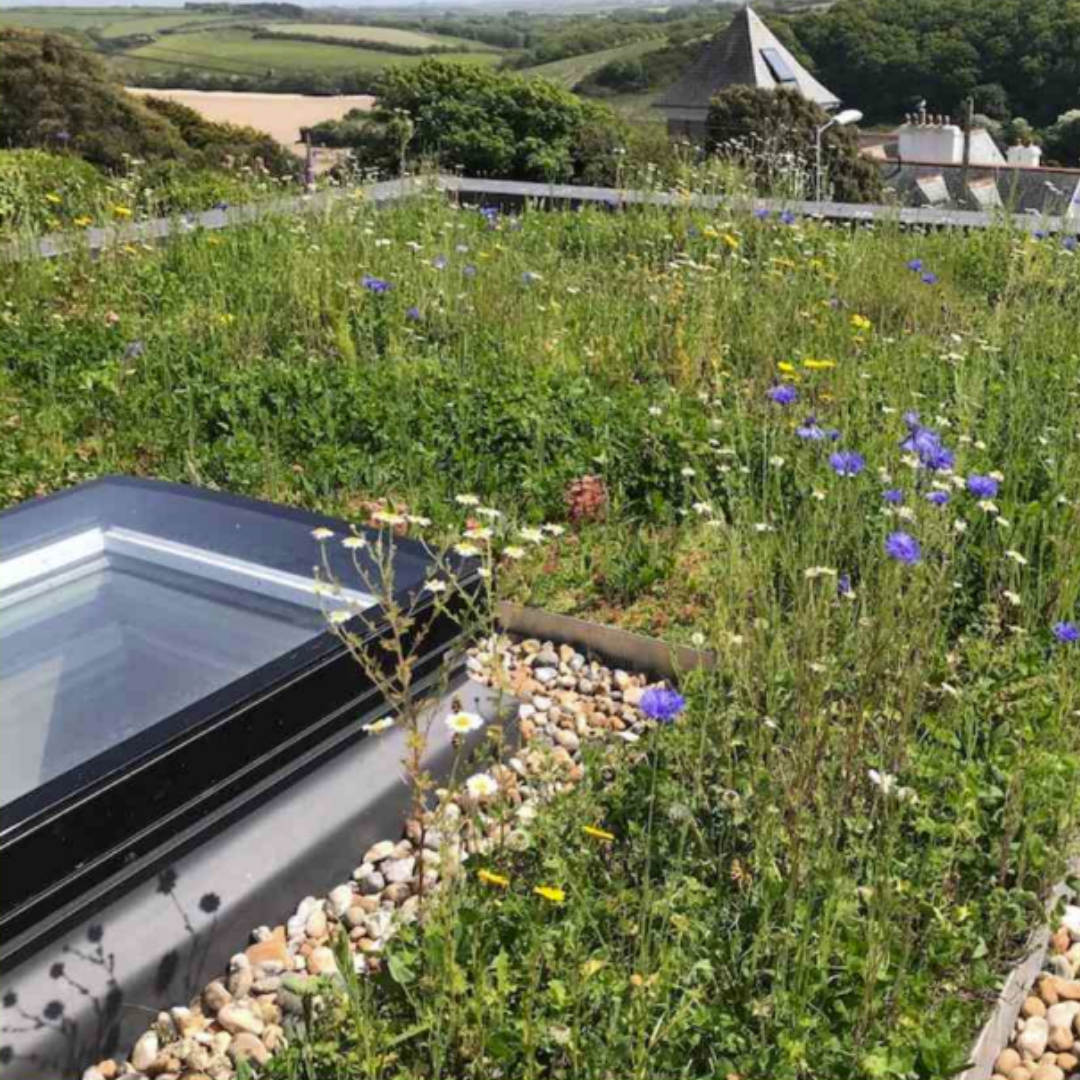 WILDFLOWER SEED MIX