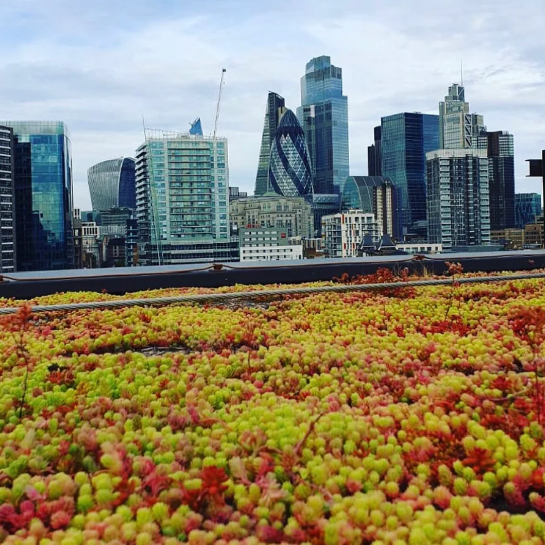 GRXS Sedum Blankets