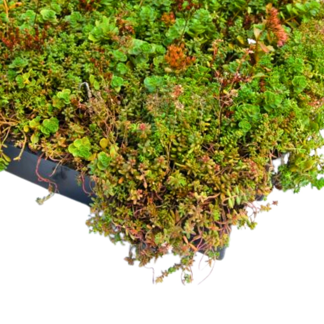 SEDUM TRAY